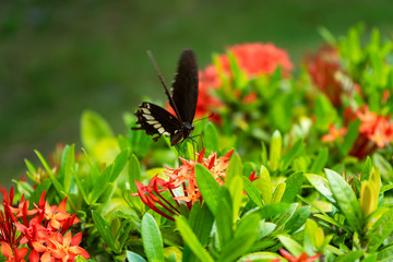 Incredibly beautiful day tropical butterfly Papilio maackii pollinates flowers. Black-white...