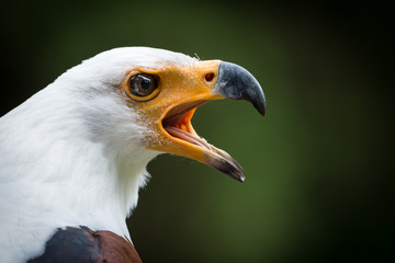 African fish eagle ( Haliaeetus vocifer )