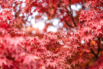 Red maple leaf that looks like a bridge.  Nature Background. Beautiful Background.