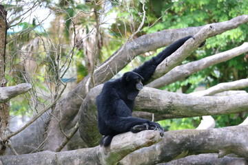 Chimp