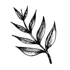 vector hand drawn graphic tropical forest branch with leaves isolated on a white background