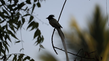 long tail bird sitting at the top of neem tree ,It has long white color tail and black color head.