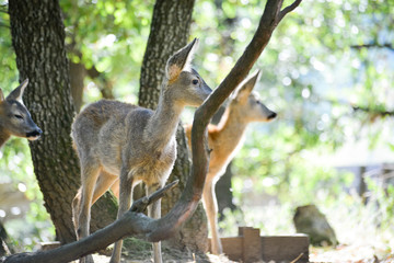 Portrait de petits chevreuils au milieu d'une foret en Europe durant l'été.