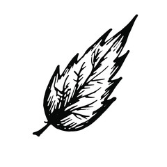vector graphic hand-drawn leaf isolated on a white background.