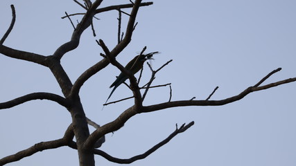 brid sitting in old destroyed tree and it hunt a dragonfly
