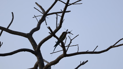 brid sitting in old destroyed tree and it hunt a dragonfly
