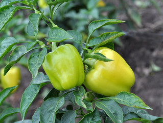 In organic soil, sweet peppers grow