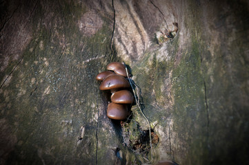 mushrooms on a tree in the forest