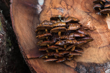 brown woody mushrooms cluster on sawn-off forest trunk, old tree texture, no people - obrazy, fototapety, plakaty