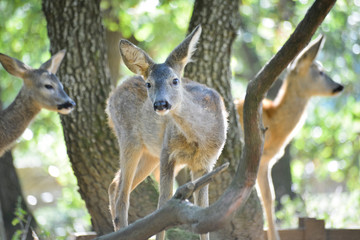 Jeune chevreuil dans un bois coloré au rayon d'été, faune sauvage d'Europe
