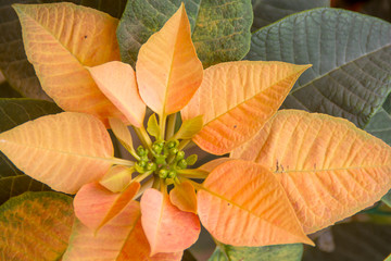 orange leaves flower on a tree