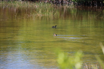 Obraz na płótnie Canvas duck in the pond