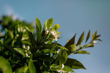 Obraz premium Orange blossom flowers fill an orange tree during its flowering with a blue sky in the background
