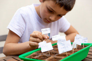 Child labeling Isolated assorted vegetable seedbed outdoors