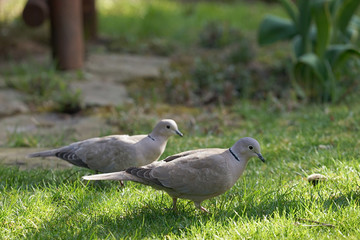 Pair of Eurasian collared dove (Streptopelia decaocto) on the garden lawn during a sunny day