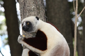 Madagascar
