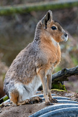 Fototapeta premium Wildlife photography