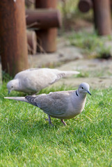 Pair of Eurasian collared dove (Streptopelia decaocto) on the garden lawn during a sunny day