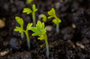 young lettuce sprouts sprouted from that ground in the spring, turned green and beautiful, healthy food for health - 335879319