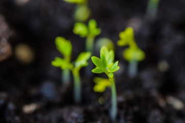 young lettuce sprouts sprouted from that ground in the spring, turned green and beautiful, healthy food for health - 335879321