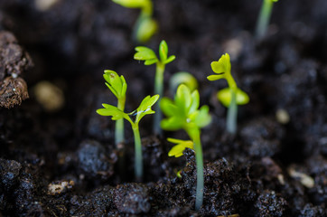 young lettuce sprouts sprouted from that ground in the spring, turned green and beautiful, healthy food for health - 335879363