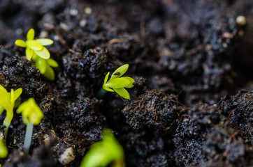 young lettuce sprouts sprouted from that ground in the spring, turned green and beautiful, healthy food for health - 335879390