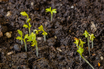 young lettuce sprouts sprouted from that ground in the spring, turned green and beautiful, healthy food for health - 335879511