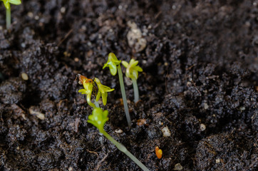 young lettuce sprouts sprouted from that ground in the spring, turned green and beautiful, healthy food for health - 335879522
