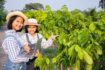 Young girls consulted and planned the planting of yellow sentol and using a computerized laptop in the rice field. A farmer is a profession that requires patience and diligence. Being a farmer