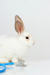 A cute white rabbit with long brown ears on white background, adorable bunny with doctor's stethoscope and medicine, veterinary, medical equipment and pat concept