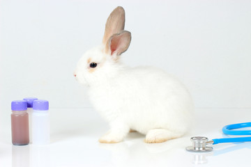 A cute white rabbit with long brown ears on white background, adorable bunny with doctor's...