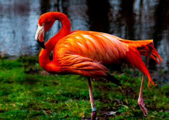 Wildlife photography