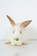 A cute white rabbit with long brown ears on white background, adorable bunny pat eating delicious green vegetable