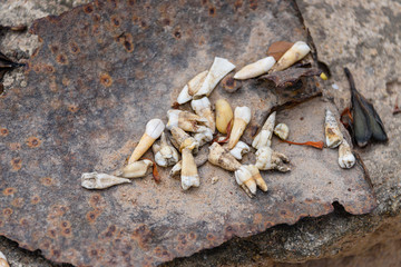 Collection of human teeth from a number of graves
