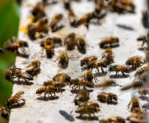bees on a beehive entrance