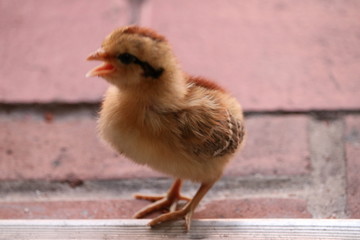 chick