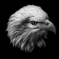 Wildlife photography