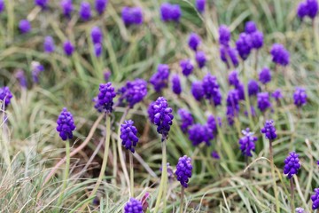 Flowers of grape hyacinths, Muscari neglectum, in a meadow