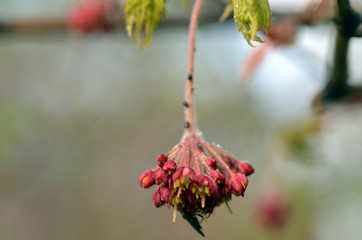 Frühlingszweig eines japanischen Ahorns