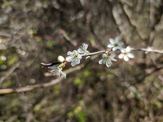 white tailed tit