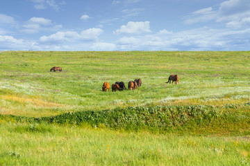 A herd of wild horses shown on Water island in atmospheric Rostov state reserve