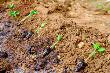 vegetable seedlings in the garden