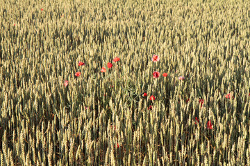 Trigo y amapola