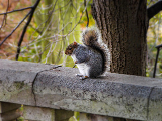 squirrel in the park