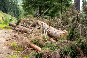 Image of felled trees in the Austrian Alps