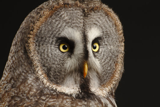 great grey owl face with black background