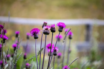 Image of a wild Cirsium vulgare, spear thistle, in summer in the Austrian Alps,