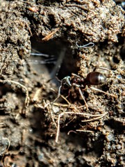 spider on the ground