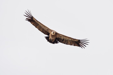 Griffon vulture, Gyps fulvus in Monfrague National Park. Extremadura, Spain