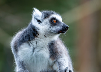 Wildlife photography